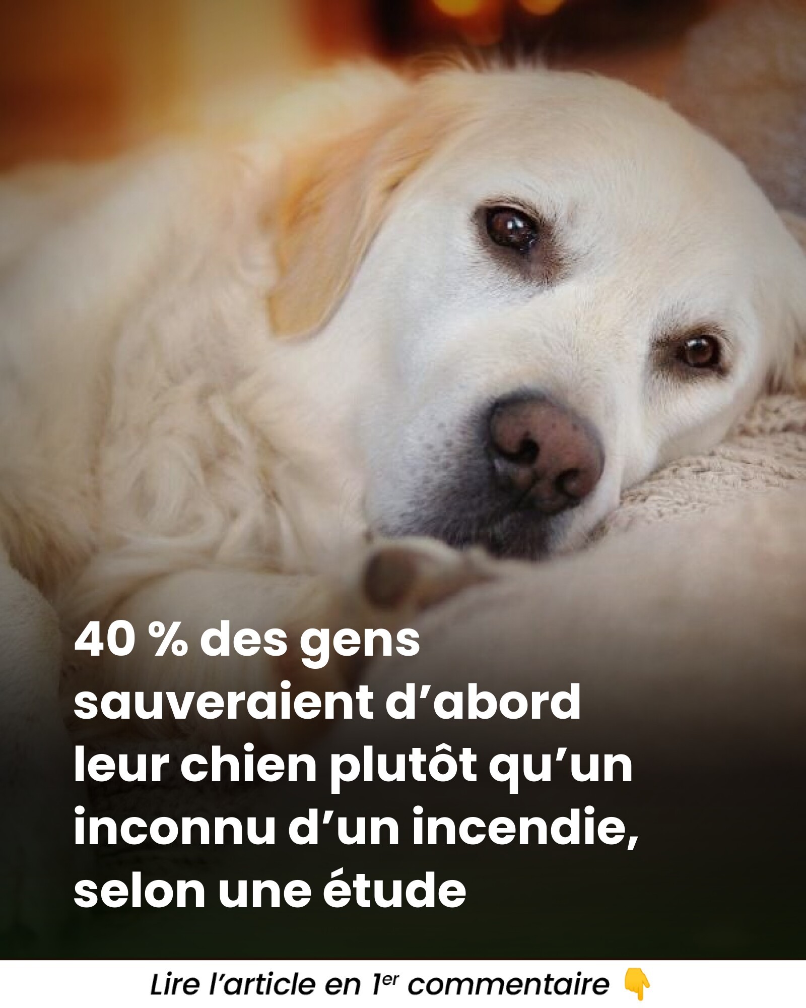 40 % des gens sauvent leur chien plutôt qu’un inconnu : ce que révèle ...